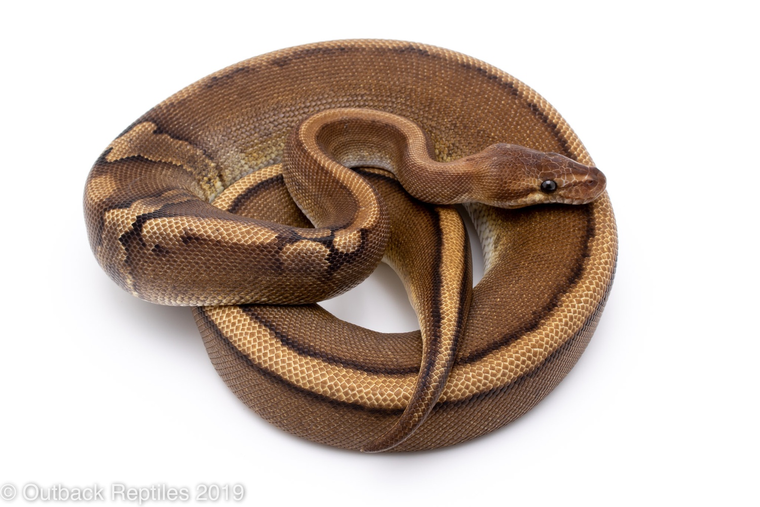 Pastel YB Red Stripe Ball Python by Outback Reptiles