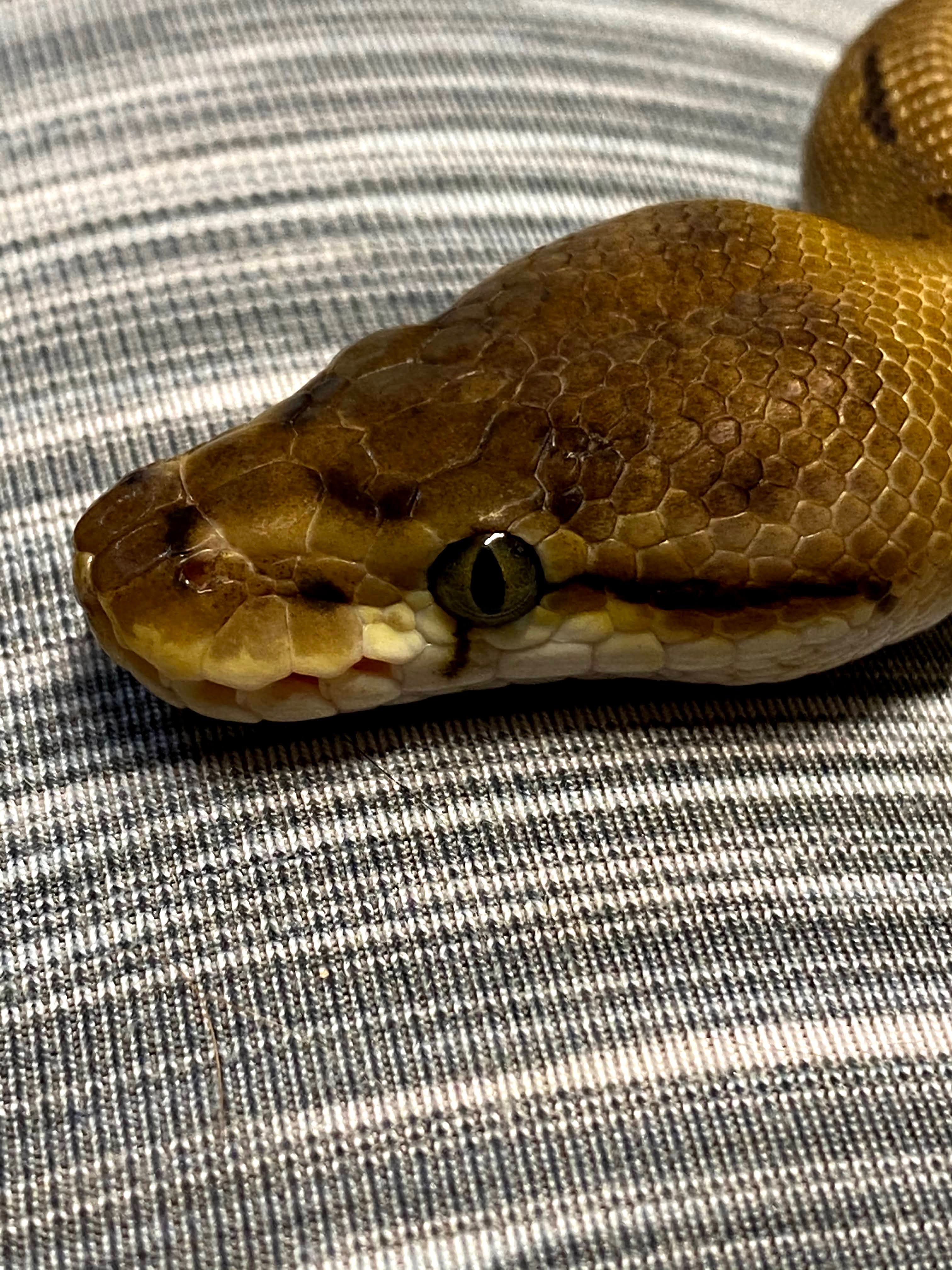 Lets see them pretty ball python eyes - Ball Pythons - MorphMarket ...