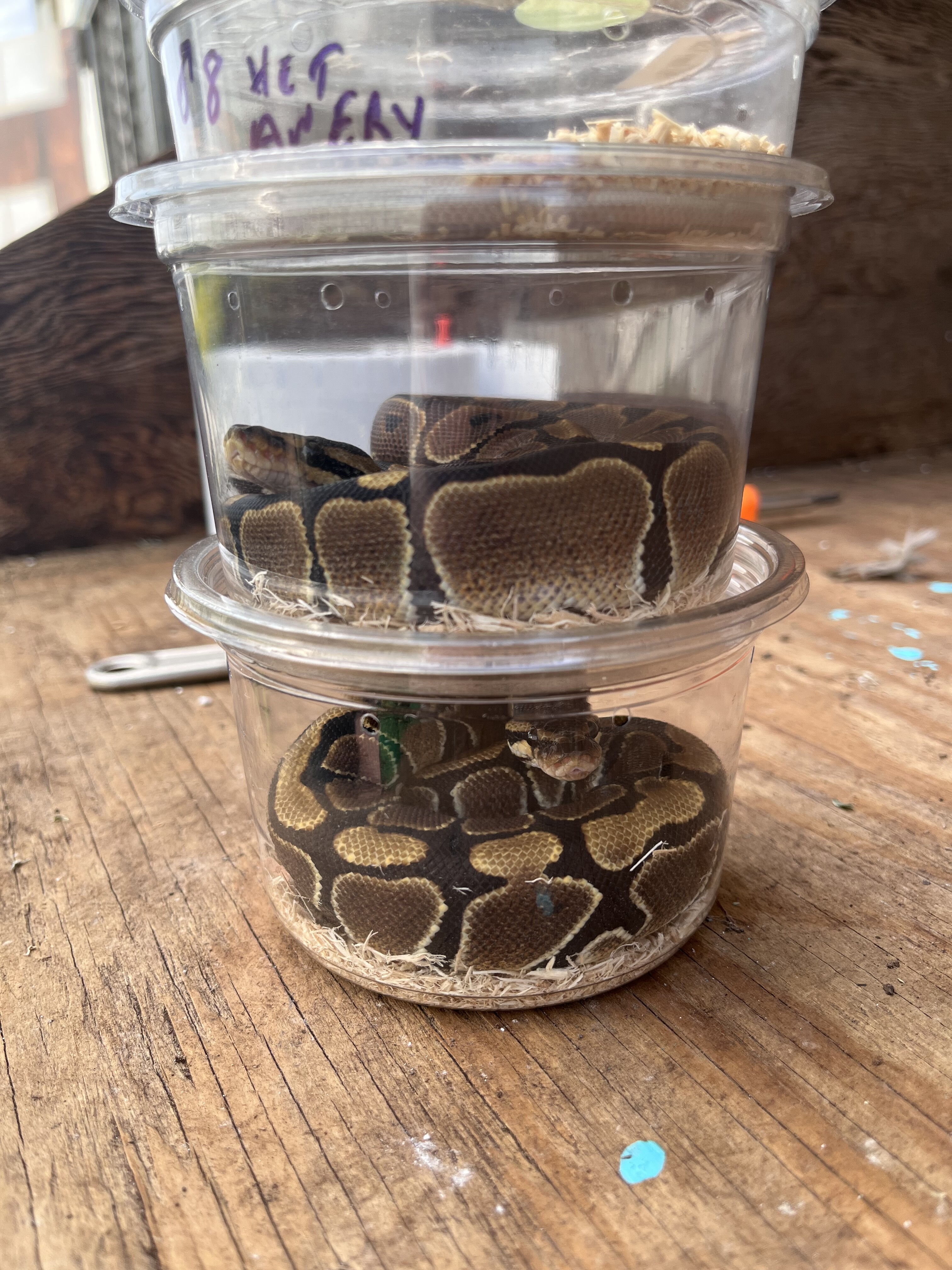 Score at the expo! - Ball Pythons - MorphMarket Reptile Community