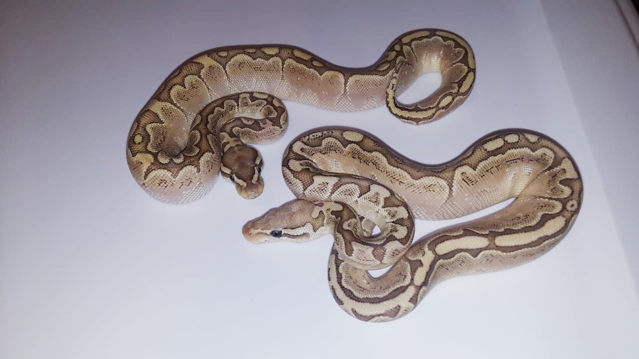 Bamboo Ball Python by Crowe Family Morphs (#257894)