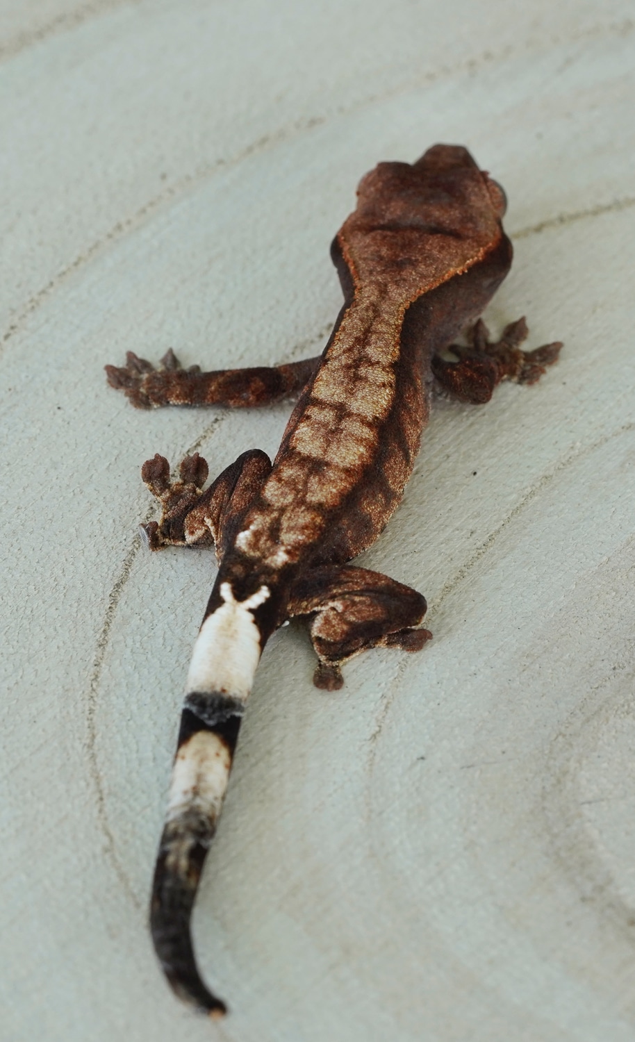 Cappuccino Crested Gecko by Erly Geckos2