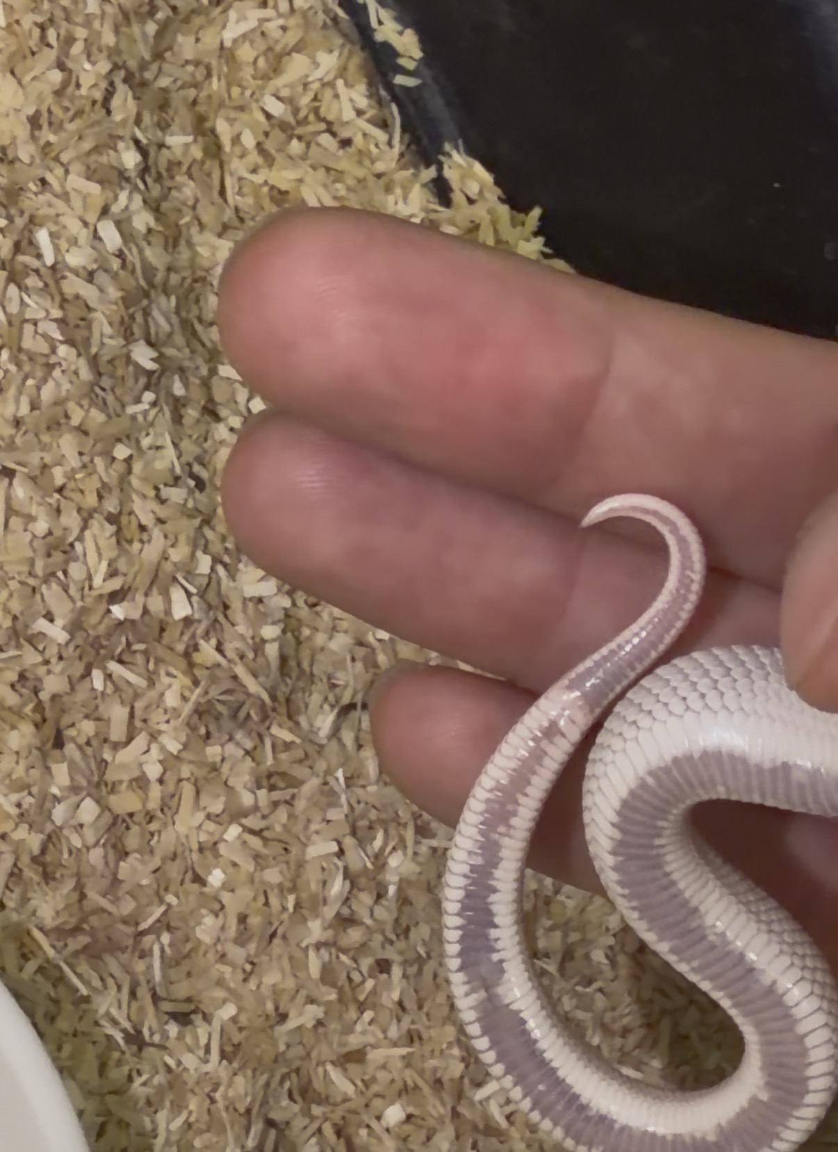 Sexing a hatchling hognose - Hognose Snakes - MorphMarket Reptile Community