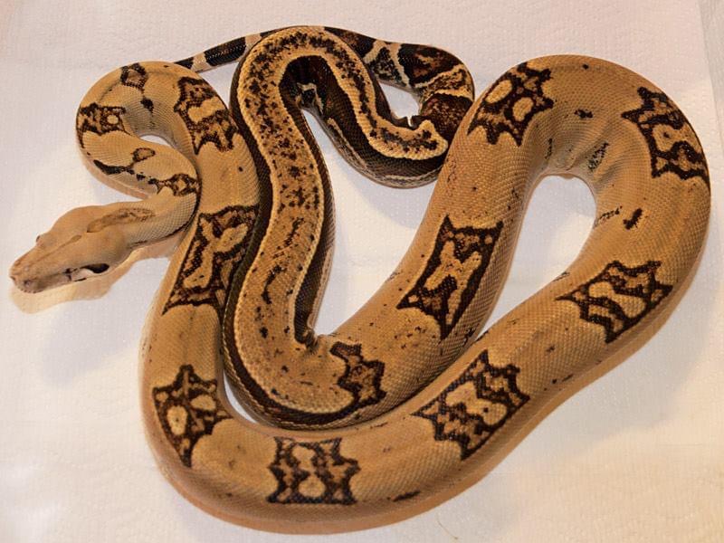Franks Jaguar boas by Boaz73