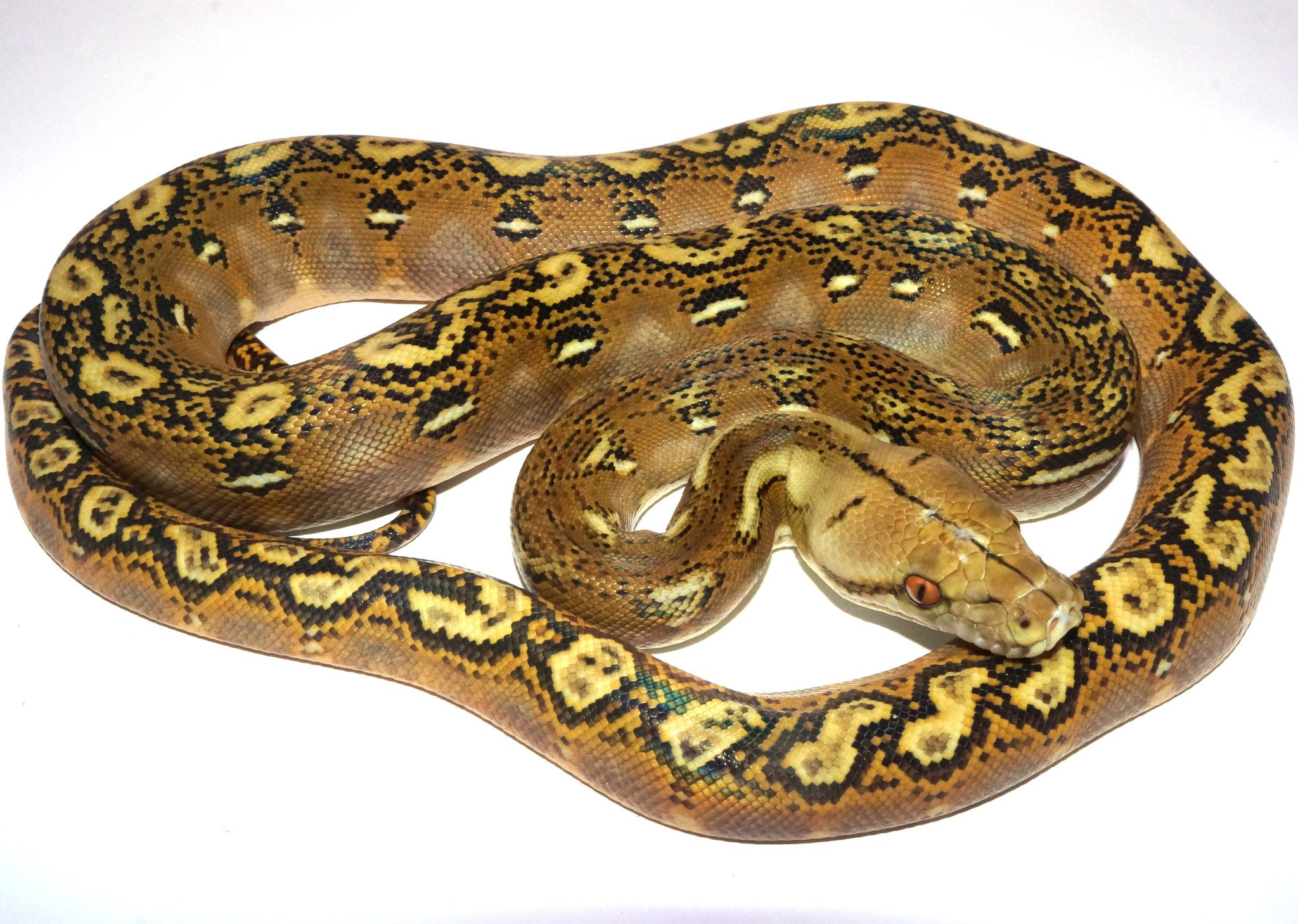 Phantom Reticulated Python by New England Reptile Distributors