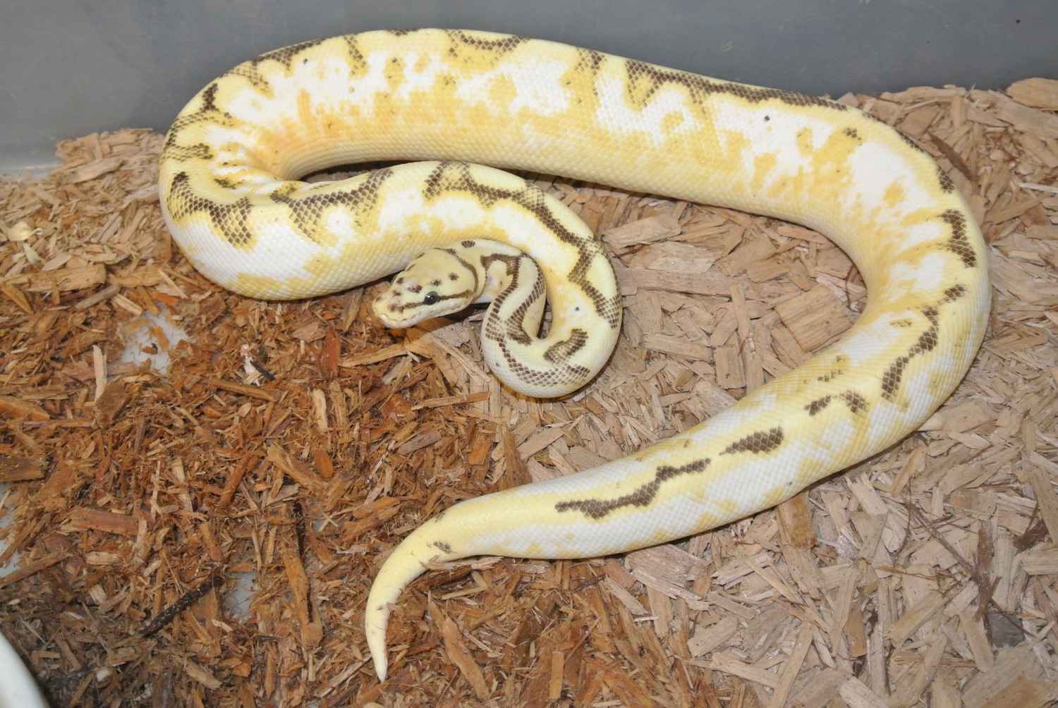 Pastel Fire Calico Spider Yellow Belly Ball Python by Lair of Dragons