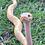 ballpythons4evz