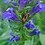 bug-under-leaf