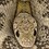 cinvsnakes