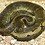 crownreptiles