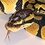 demonworm