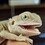 dragonwhisperer23