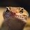 erie-herps
