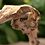 geckolover1234567