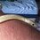 hensleyherps hensleyherps