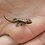 homebody-geckos