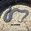 huz_hognose