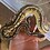 isthisasnake