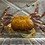 krab
