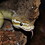 lovethesnakes42