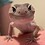 milkeythegecko