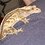 misty_legends_geckos
