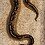nextdayreptiles