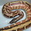 pogona31