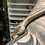 reptile_sam