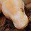 reptilian_rapscallions