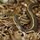 snakereptiledesert