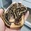 srk_reptiles