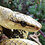 stellarreptiles